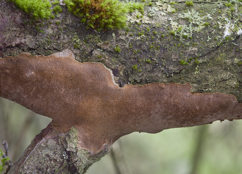 Phellinus punctatus